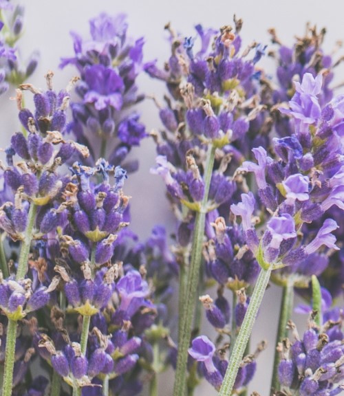 levendula